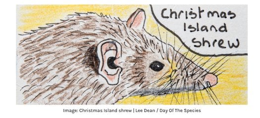 Hand drawn image of the Christmas Island shrew