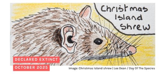 Hand drawn image of the Christmas Island shrew. Text says "declared extinct october 2025"